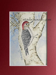 "Red Bellied Woodpecker" 8x10 matted art print