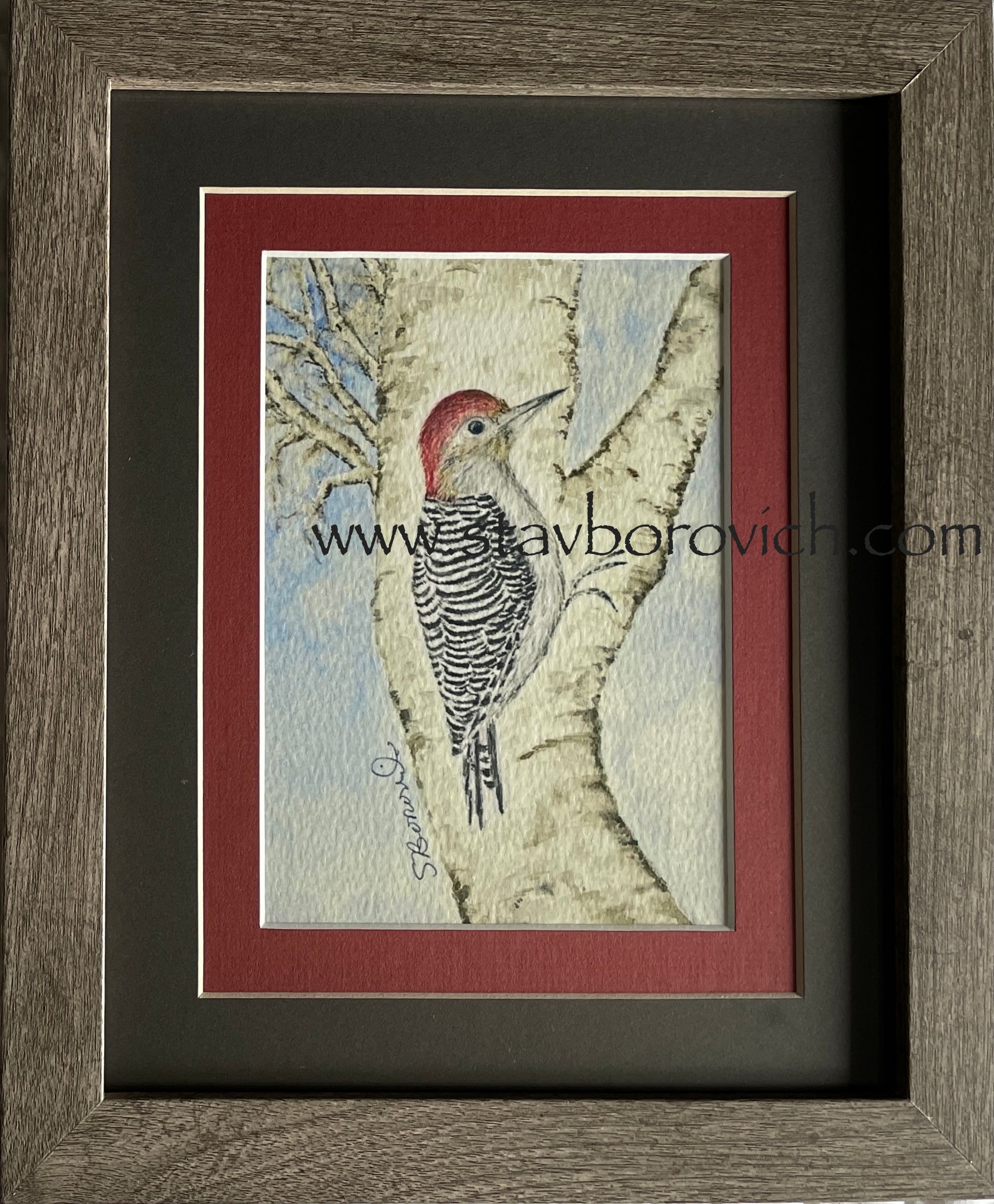 "Red bellied woodpecker" 8x10 framed art print